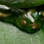 Biosistema 1 | Gaia Italia