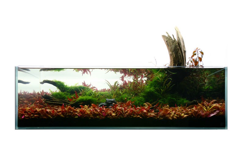 Shallow tank | Gaia Italia